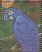 Hyacinth Macaw Anodorhynchus hyacinthinus  1990 Rare and endangered birds of South America Sheet