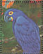 Hyacinth Macaw Anodorhynchus hyacinthinus