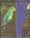 Spectacled Parrotlet Forpus conspicillatus  1990 Rare and endangered birds of South America Sheet