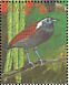 Black-bellied Gnateater Conopophaga melanogaster  1990 Rare and endangered birds of South America Sheet