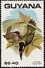 Guianan Toucanet Selenidera piperivora  1990 Birds 
