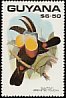 Channel-billed Toucan Ramphastos vitellinus  1990 Birds 