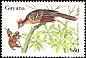 Hoatzin Opisthocomus hoazin  1990 Birds of Guyana 