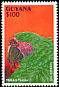 Military Macaw Ara militaris  1993 South American parrots 