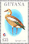 Egyptian Goose Alopochen aegyptiaca