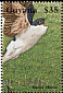 Common House Martin Delichon urbicum  1995 Wildlife 