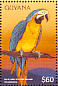 Blue-and-yellow Macaw Ara ararauna