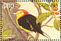 Wire-tailed Manakin Pipra filicauda  1997 Birds of the world Sheet