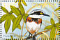 Chinspot Batis Batis molitor  2002 Birds of Central America Sheet