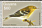 Blackpoll Warbler Setophaga striata  2007 Birds of South America 