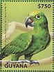 Yellow-crowned Amazon Amazona ochrocephala  2014 Animals of South America  MS MS