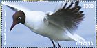 Black-headed Gull Chroicocephalus ridibundus  2015 Seagulls Sheet