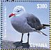 Heermann's Gull Larus heermanni  2015 Seagulls Sheet
