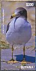 Belcher's Gull Larus belcheri  2015 Seagulls Sheet