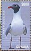 Laughing Gull Leucophaeus atricilla  2015 Seagulls  MS