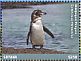 Galapagos Penguin Spheniscus mendiculus  2017 Wildlife of Galapagos 6v sheet