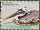 Brown Pelican Pelecanus occidentalis  2018 Birds of Guyana Sheet