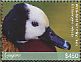 White-faced Whistling Duck Dendrocygna viduata  2018 Birds of Guyana Sheet