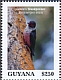 Lewis's Woodpecker Melanerpes lewis  2020 Woodpeckers Sheet