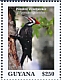 Pileated Woodpecker Dryocopus pileatus  2020 Woodpeckers Sheet