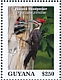 Pileated Woodpecker Dryocopus pileatus  2020 Woodpeckers Sheet