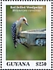 Red-bellied Woodpecker Melanerpes carolinus  2020 Woodpeckers Sheet
