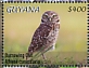 Burrowing Owl Athene cunicularia