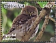 Eurasian Pygmy Owl Glaucidium passerinum  2020 Owls Sheet