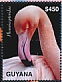 American Flamingo Phoenicopterus ruber  2020 Flamingos Sheet