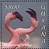 Lesser Flamingo Phoeniconaias minor  2020 Flamingos  MS