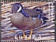 Blue-winged Teal Spatula discors  2021 Ducks Sheet