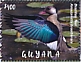 Brazilian Teal Amazonetta brasiliensis  2021 Ducks Sheet