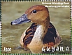 Fulvous Whistling Duck Dendrocygna bicolor  2021 Ducks  MS