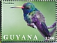 Broad-billed Hummingbird Cynanthus latirostris  2021 Hummingbirds Sheet