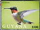 Ruby-throated Hummingbird Archilochus colubris  2021 Hummingbirds Sheet