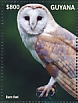 American Barn Owl Tyto furcata  2021 Nocturnal animals of the U.S.  MS