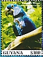 Hyacinth Macaw Anodorhynchus hyacinthinus