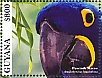 Hyacinth Macaw Anodorhynchus hyacinthinus