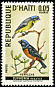 Antillean Euphonia Chlorophonia musica  1969 Birds 