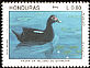 Muscovy Duck Cairina moschata  1993 America 