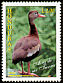 Black-bellied Whistling Duck Dendrocygna autumnalis  1997 Hondurian birds 