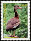 Black-bellied Whistling Duck Dendrocygna autumnalis