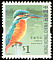 Common Kingfisher Alcedo atthis  2006 Birds definitives 