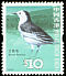 White Wagtail Motacilla alba  2006 Birds definitives 