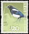 Oriental Magpie Pica serica  2006 Birds definitives 