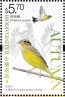 Yellow-breasted Bunting Emberiza aureola