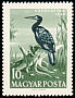 Great Cormorant Phalacrocorax carbo  1959 Water birds 