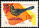 Common Blackbird Turdus merula  1961 Birds of the woods and fields 