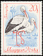 White Stork Ciconia ciconia