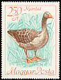 Greylag Goose Anser anser